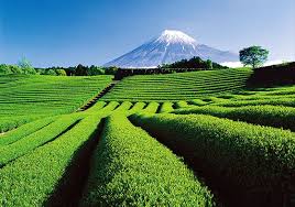 Japanse groene thee - theeplantages in Japan