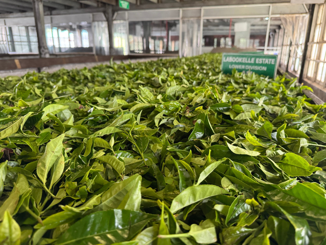 Blogreeks: een reis door de verschillende thee regio's