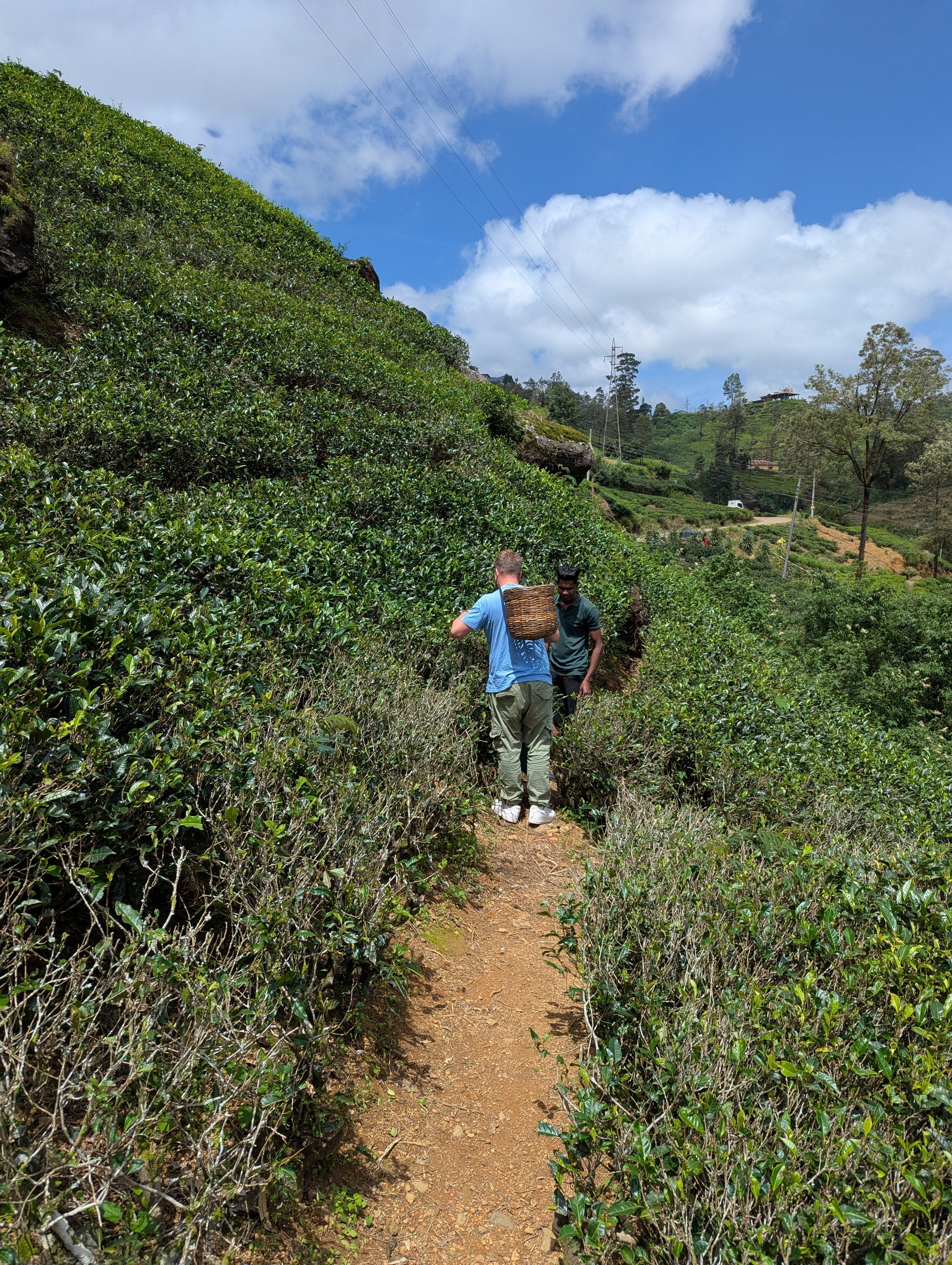 Een reis door de thee regio's: Sri Lanka - Zwarte thee